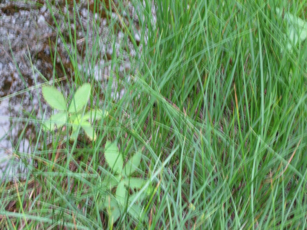 Potentilla palustris